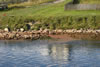 Swimmers Along The River